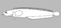 Image of Bryozoichthys lysimus (Nutcracker prickleback)