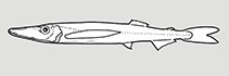 Image of Sudis atrox (Fierce pike smelt)