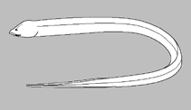 Synbranchidae