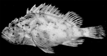 Image of Scorpaena lacrimata 