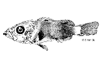 Image of Sebastes aurora (Aurora rockfish)