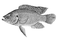 Image of Sargochromis mellandi (Snaileater)