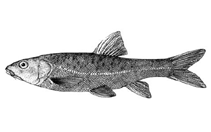 Image of Sinocyclocheilus grahami (Golden-line barbel)