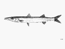 Image of Sphyraena argentea (Pacific barracuda)