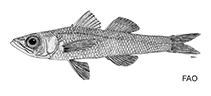 Image of Sphyraenops bairdianus (Triplespine deepwater cardinalfish)
