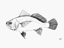 Image of Stellifer griseus (Gray stardrum)