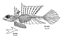 Image of Synchiropus hawaiiensis (Hawaiian bigeye dragonet)