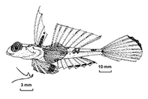 Image of Synchiropus orstom (Orstom dragonet)