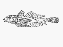 Image of Synchiropus postulus (Dwarf dragonet)