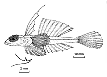 Image of Synchiropus signipinnis (Chesterfield bigeye dragonet)