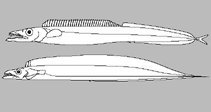 Image of Evoxymetopon macrophthalmus (Bigeye scabbard fish)