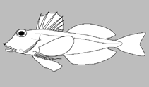 Image of Pterygotrigla gomoni (Gomon’s gurnard)