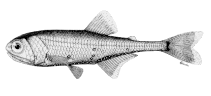 Image of Tarletonbeania crenularis (Blue lanternfish)