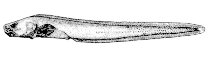 Image of Taranetzella lyoderma (Looseskin eelpout)