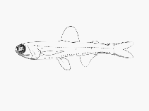 Image of Taaningichthys minimus (Waistcoat lanternfish)