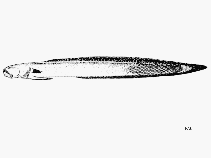Image of Taenioides nigrimarginatus (Blackfin eel goby)