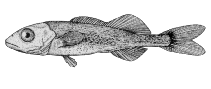 Image of Tetragonurus atlanticus (Bigeye squaretail)