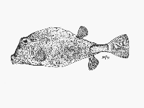 Image of Tetrosomus concatenatus (Triangular boxfish)