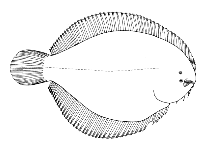 Image of Trinectes microphthalmus 