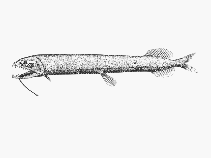 Image of Trigonolampa miriceps (Threelight dragonfish)