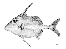 Image of Tripodichthys oxycephalus (Short-tail tripodfish)
