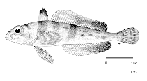 Image of Trematomus scotti (Crowned rockcod)