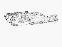 Image of Uranoscopus archionema 