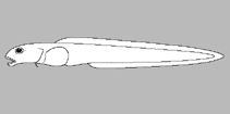 Image of Lycenchelys porifer 
