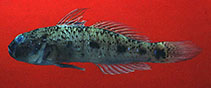 Image of Acentrogobius audax (Mangrove goby)