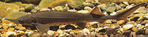 Image of Acipenser baerii (Siberian sturgeon)