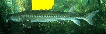 Image of Acipenser brevirostrum (Shortnose sturgeon)