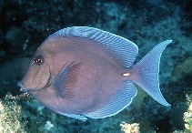 Image of Acanthurus coeruleus (Blue tang surgeonfish)