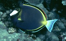 Image of Acanthurus japonicus (Japan surgeonfish)