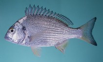 Image of Acanthopagrus sheim (Spotted yellowfin seabream)