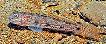 Image of Acentrogobius limarius (Batanta mud goby)