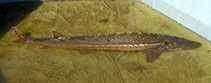 Image of Acipenser mikadoi (Sakhalin sturgeon)