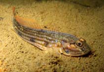 Image of Acentrogobius pflaumii (Striped sandgoby)