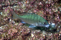 Image of Acanthopagrus schlegelii (Blackhead seabream)