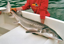 Image of Acipenser transmontanus (White sturgeon)