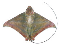 Image of Aetomylaeus nichofii (Banded eagle ray)