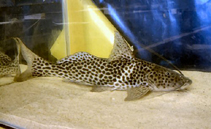 Image of Aguarunichthys tocantinsensis 