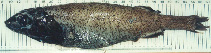 Image of Alepocephalus australis (Small scaled brown slickhead)