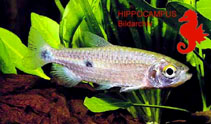 Image of Brycinus bimaculatus 