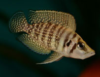 Image of Altolamprologus calvus 