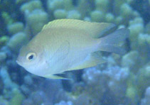 Image of Altrichthys curatus (Guardian damselfish)