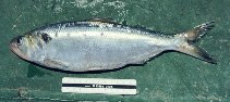 Image of Alosa fallax (Twaite shad)