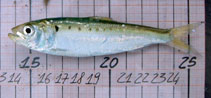 Image of Alosa agone (Agone)