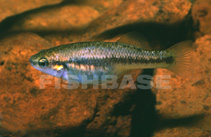 Image of Allodontichthys hubbsi (Whitepatched splitfin)