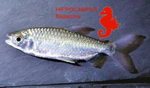 Image of Brycinus humilis 