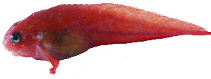 Image of Allocareproctus jordani (Cherry snailfish)